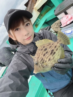 カワハギの釣果