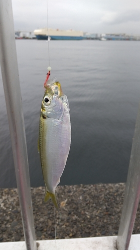 サッパの釣果