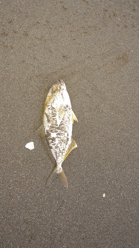 ショゴの釣果