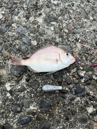 チダイの釣果