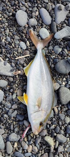 ショゴの釣果