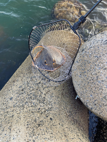 エイの釣果