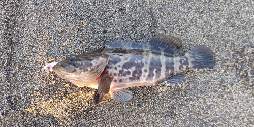 チャイロマルハタの釣果