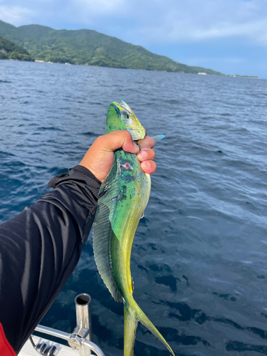 シイラの釣果