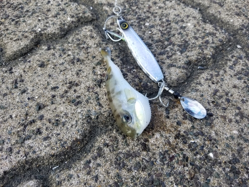 シロサバフグの釣果