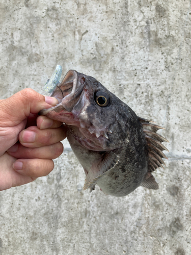 クロソイの釣果