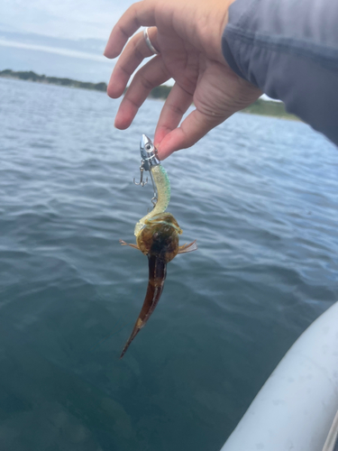 アナハゼの釣果