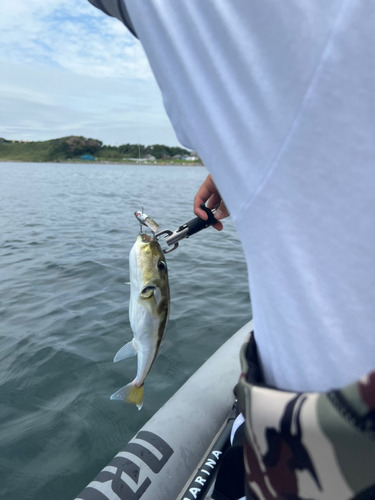 シロサバフグの釣果