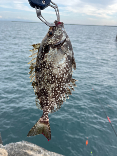 アイゴの釣果