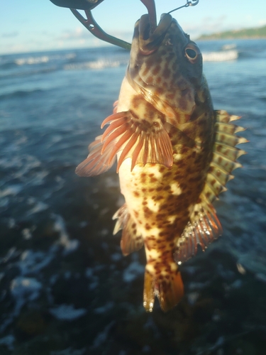 イソゴンベの釣果