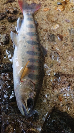 アマゴの釣果