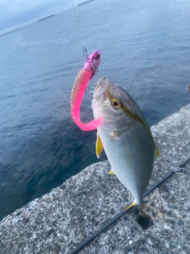 ショゴの釣果