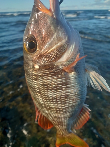 ムネアカクチビの釣果