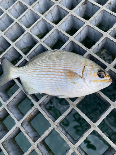 イスズミの釣果