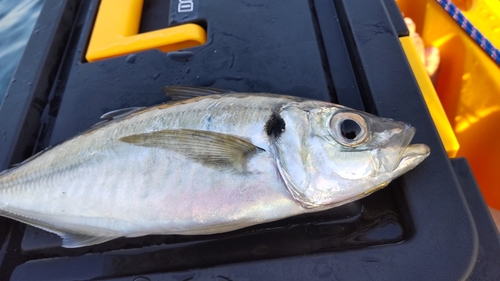 マアジの釣果