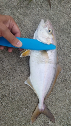 カンパチの釣果