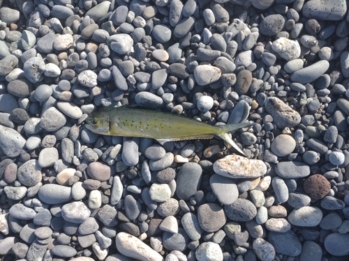 シイラの釣果