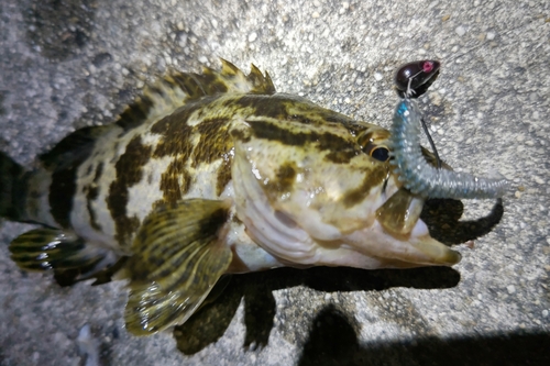 タケノコメバルの釣果