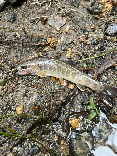 イワナの釣果