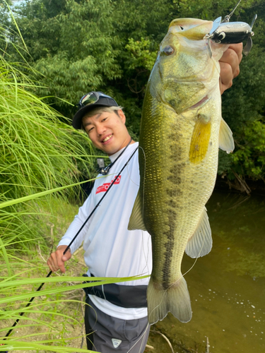 ブラックバスの釣果