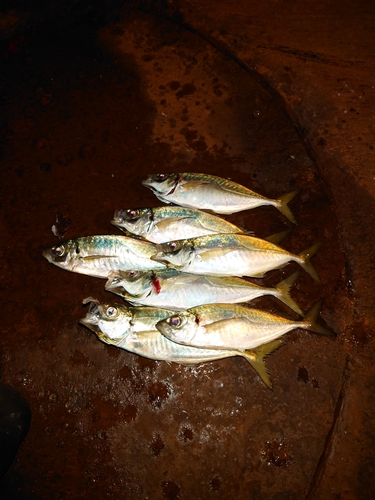 アジの釣果