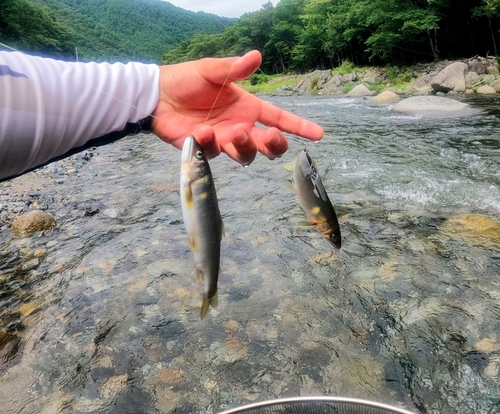 アユの釣果