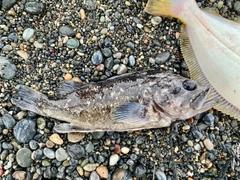 クロソイの釣果