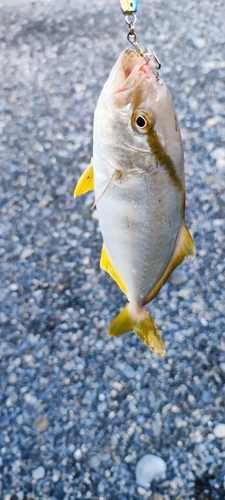 ショゴの釣果