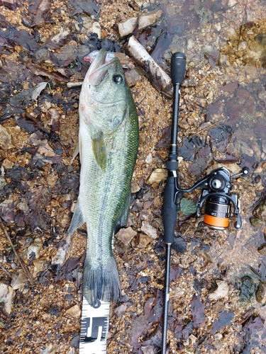 ブラックバスの釣果