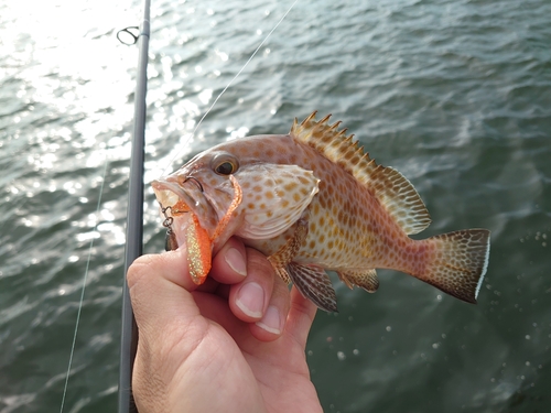 オオモンハタの釣果