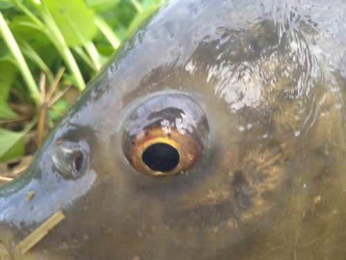 コイの釣果