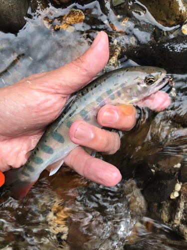 ヤマメの釣果