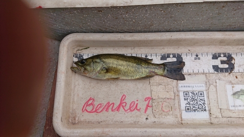 ブラックバスの釣果