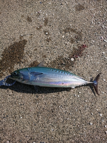 ソウダガツオの釣果