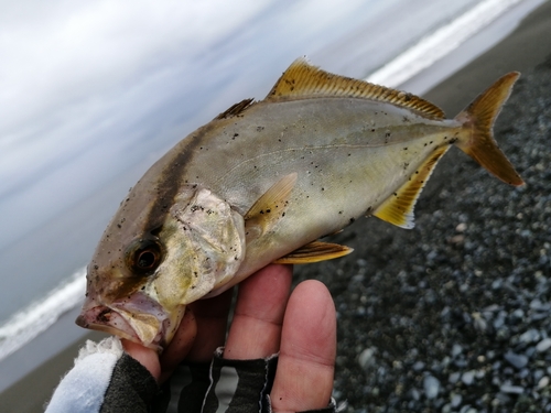 ショゴの釣果