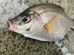 ウミタナゴの釣果