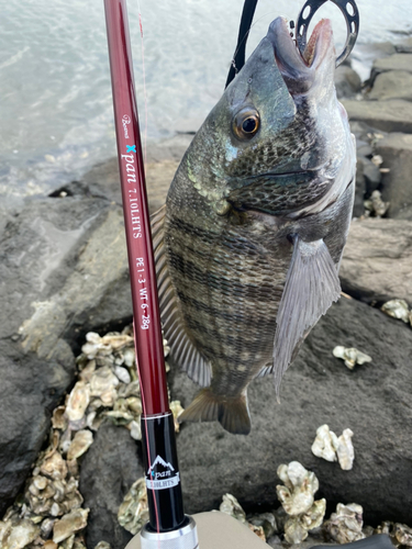 クロダイの釣果