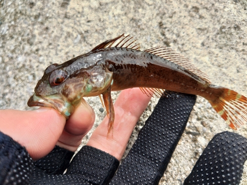 アナハゼの釣果