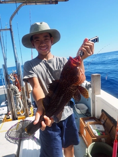 シロブチハタの釣果