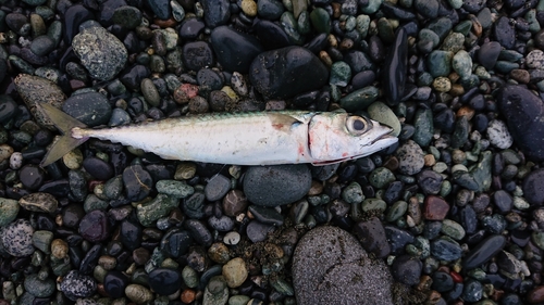 サバの釣果