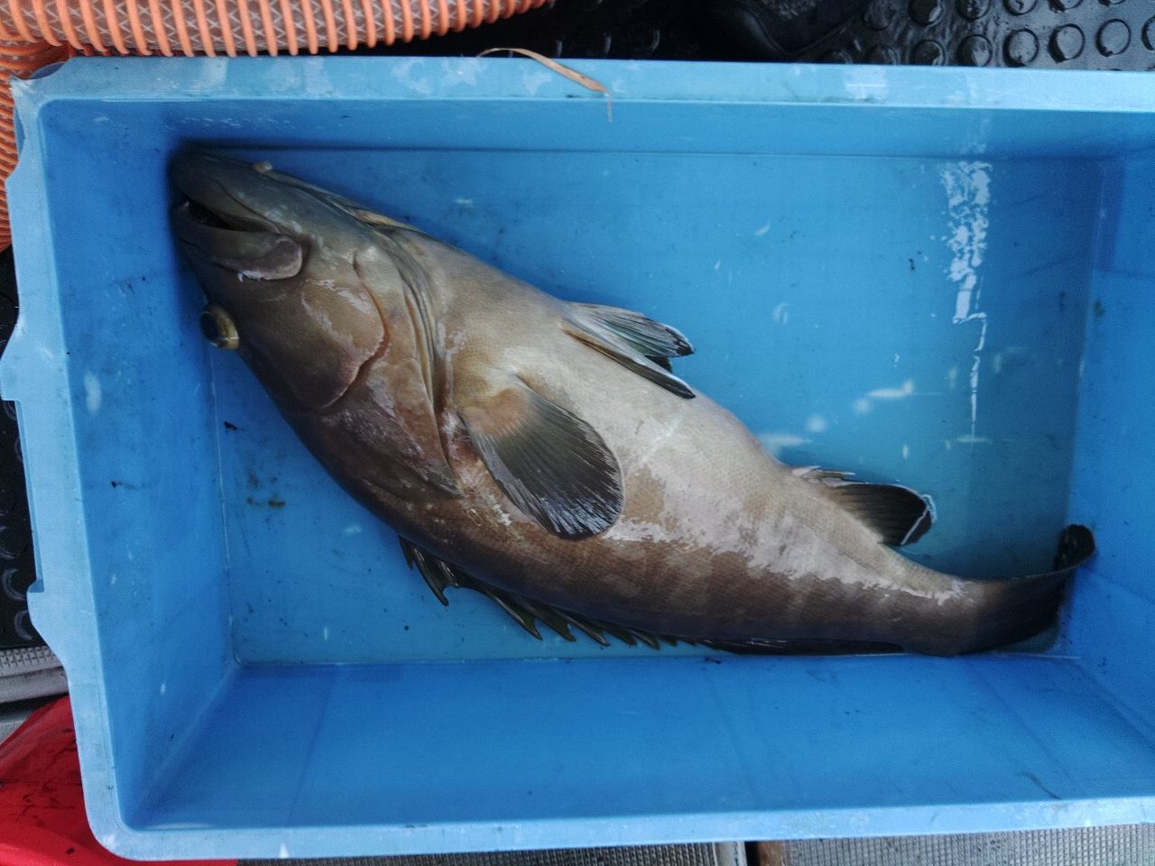 クエの釣果写真