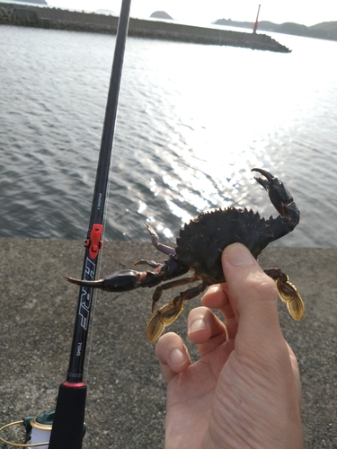 カニの釣果