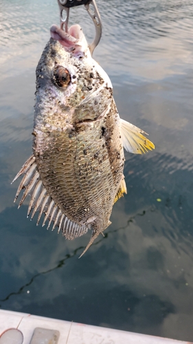 キチヌの釣果