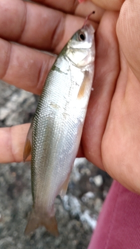 ウグイの釣果