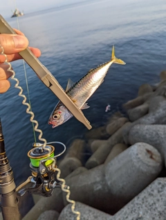 サバの釣果