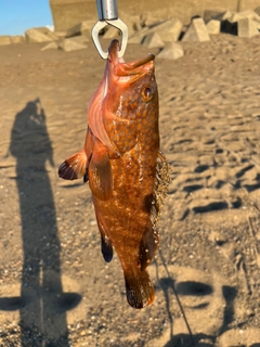 キジハタの釣果