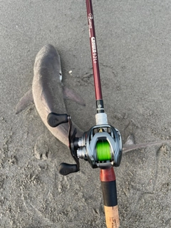 サメの釣果