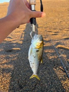 コノシロの釣果