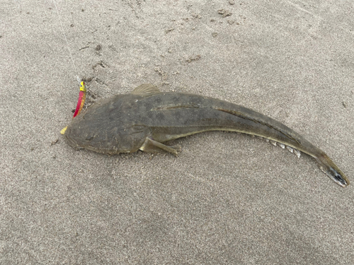 マゴチの釣果