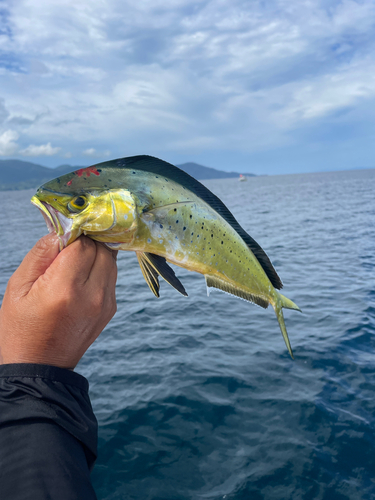 シイラの釣果